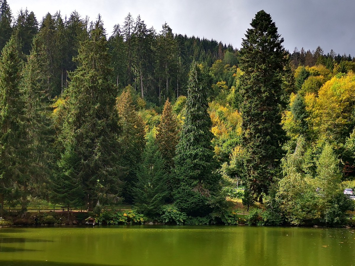 Road trip por la Selva&nbsp;Negra