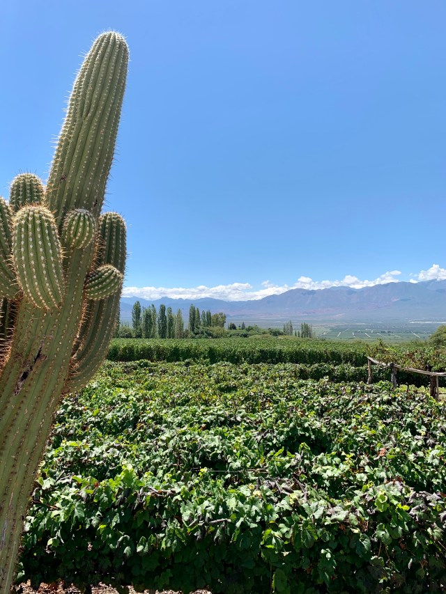 Bodega Domingo Molina en Cafayate