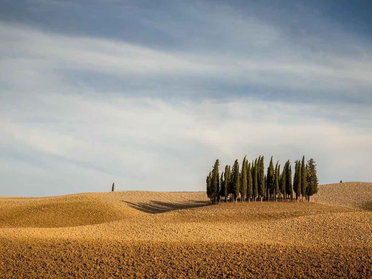 Leyenda del Gallo&nbsp;Negro